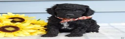 Cockapoo dogs for sale: Oscar - Ad 3