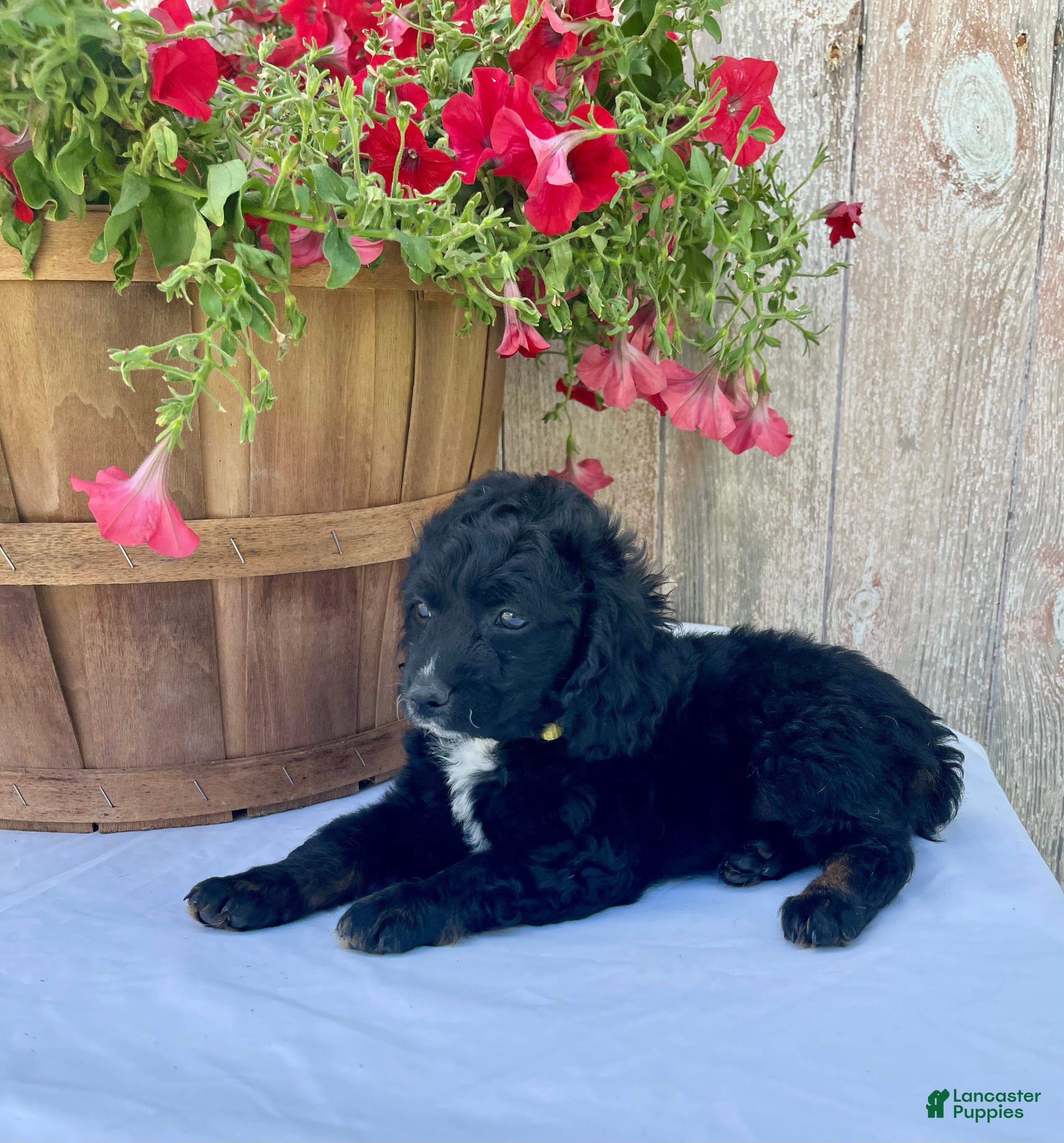Cockapoo dogs Milo - Ad 2