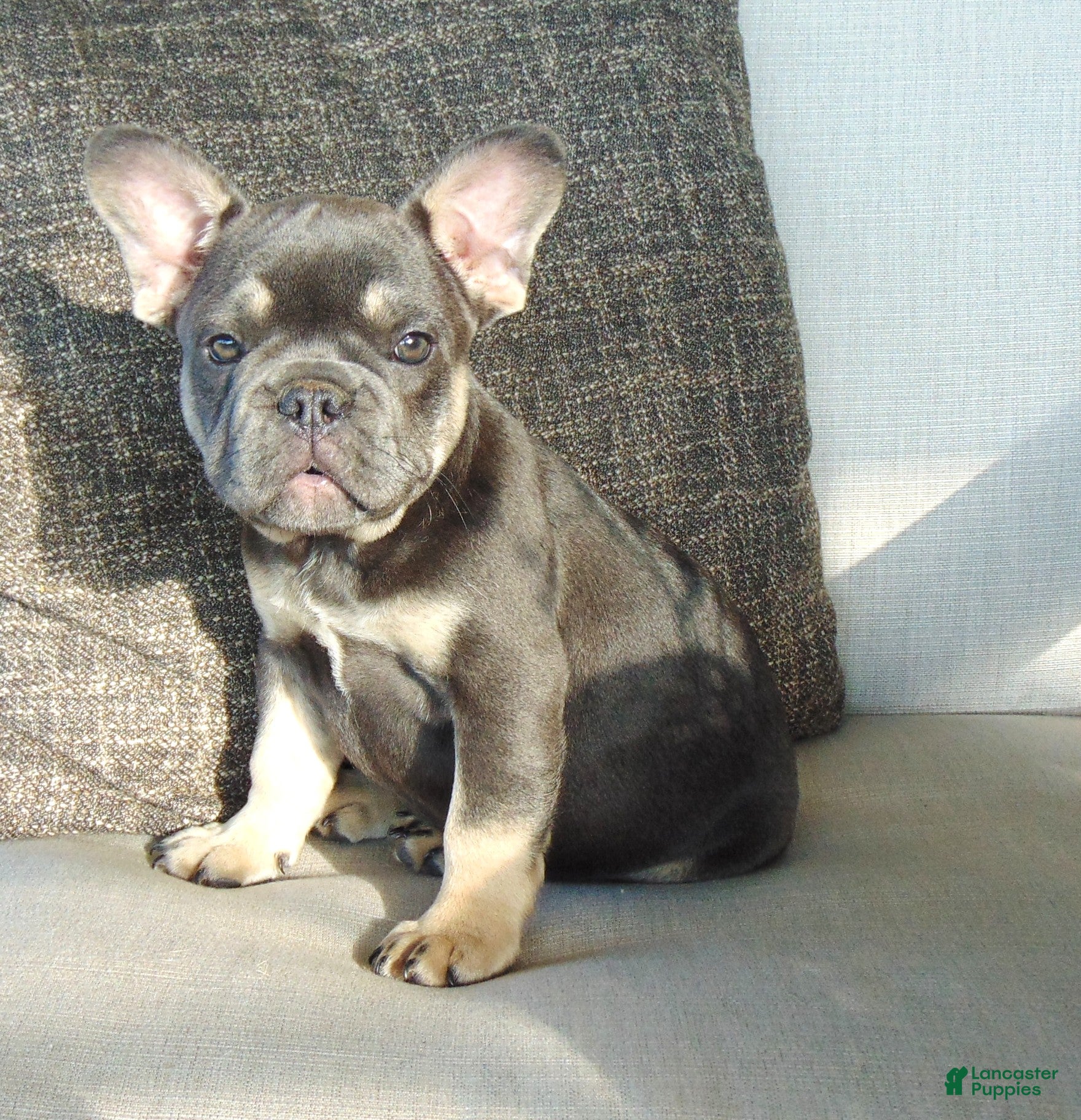 French Bulldog dogs Ben - Ad 1