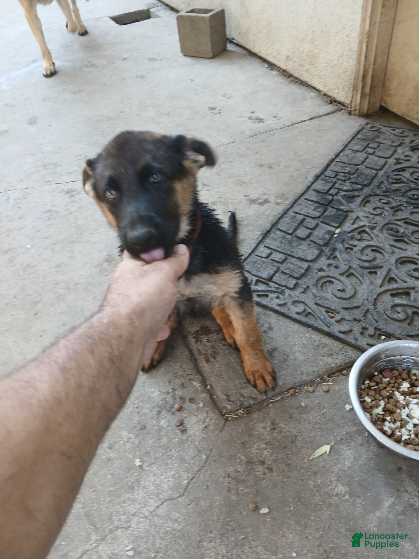 German Shepherd dogs Ruby - Ad 2