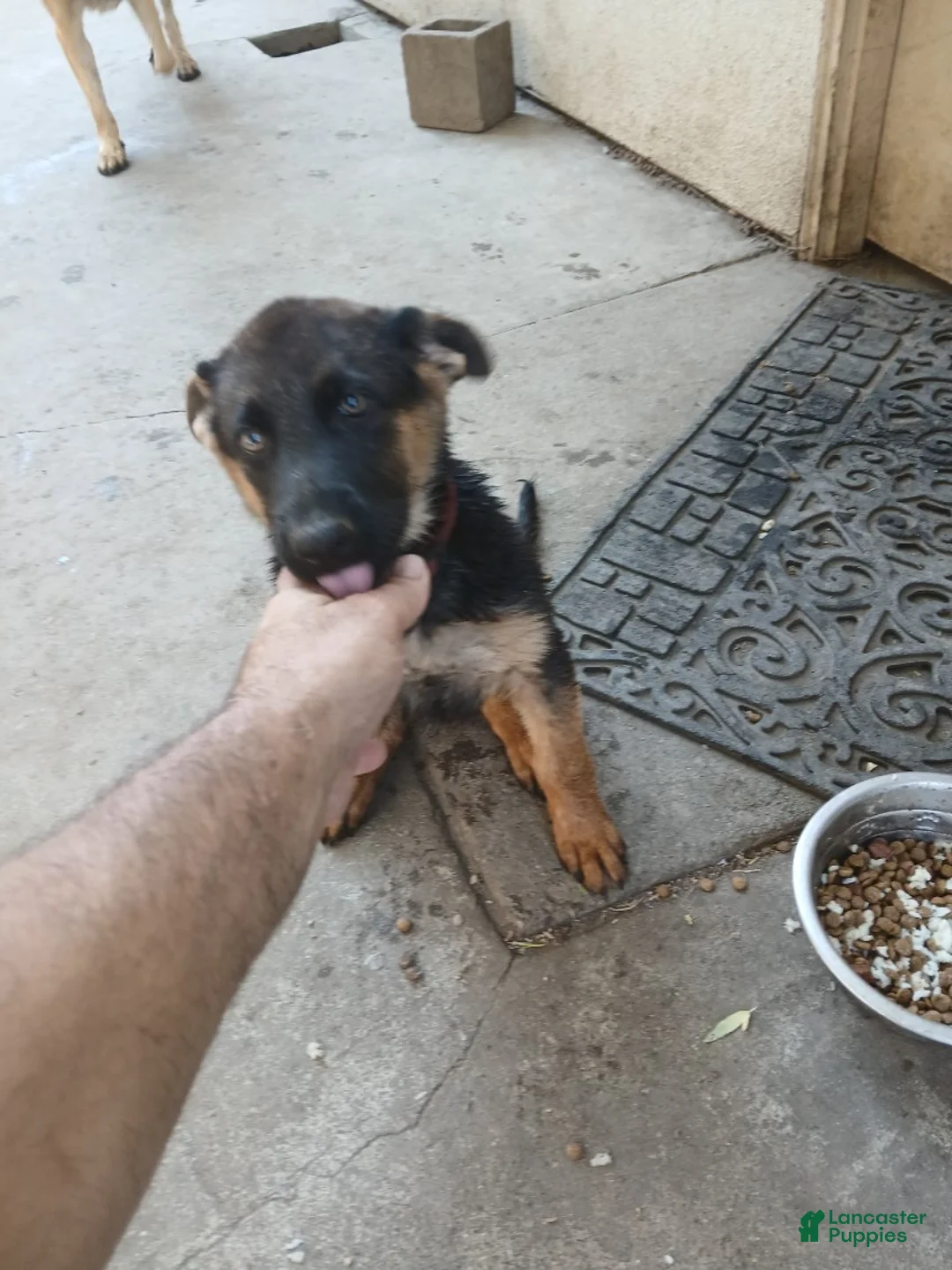 German Shepherd dogs for sale: Ruby - Ad 2