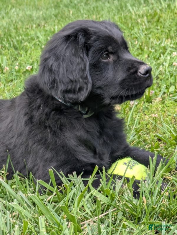 Golden Retriever dogs for sale: Will - Ad 1