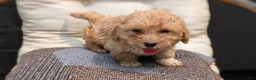 Havapoo dogs for sale: Bandit - Ad 6