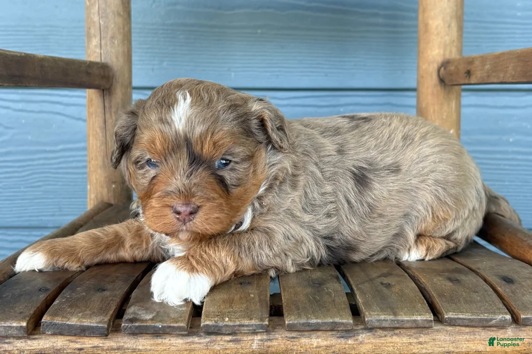 Cavapoo dogs for sale: Patty - Ad 1