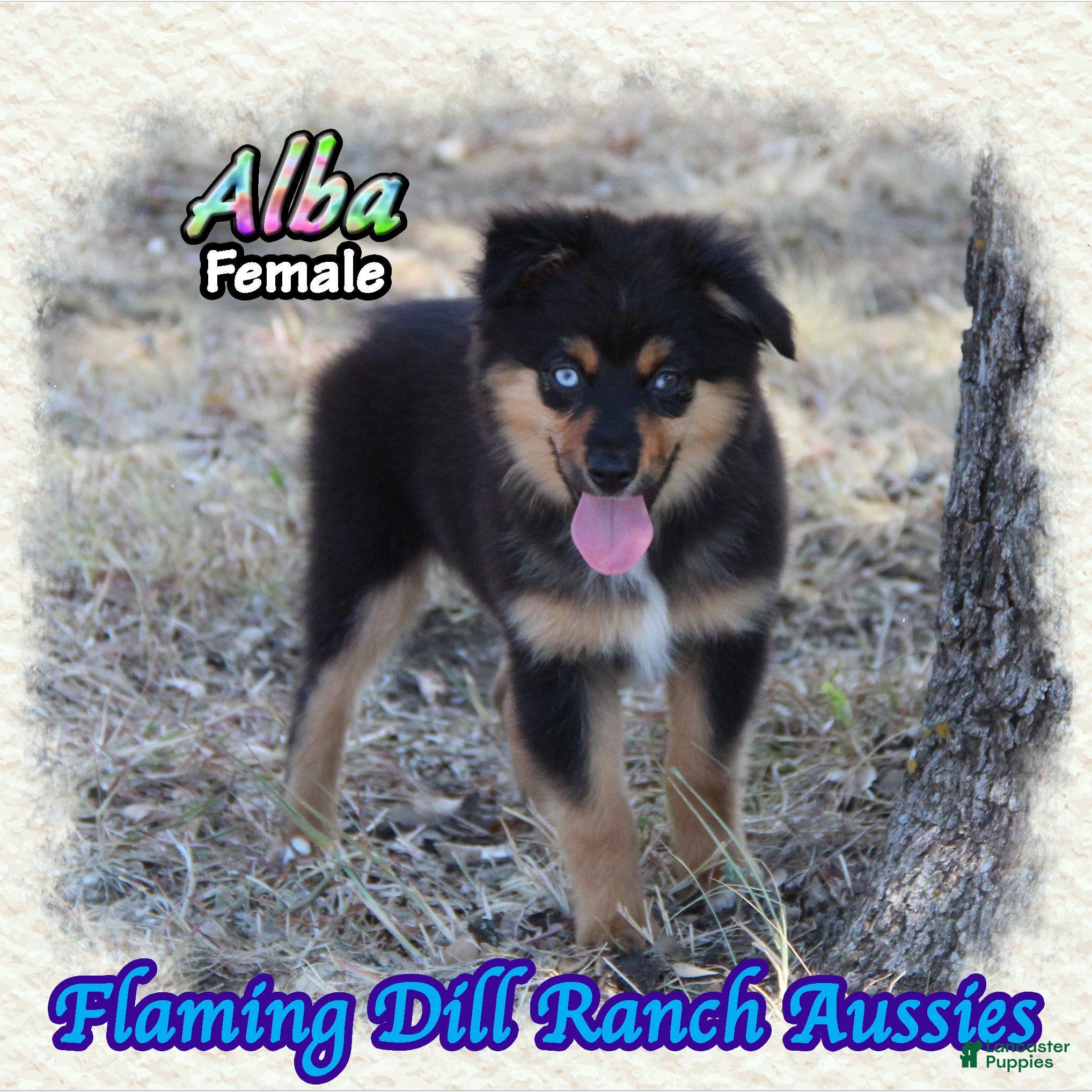 Miniature Australian Shepherd dogs Alba - Ad 2