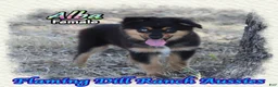 Miniature Australian Shepherd dogs for sale: Alba - Ad 2