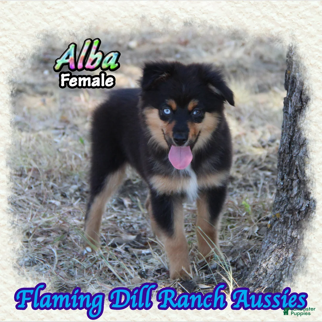 Miniature Australian Shepherd dogs for sale: Alba - Ad 2