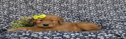 Golden Retriever dogs for sale: Lyndsay - Ad 4