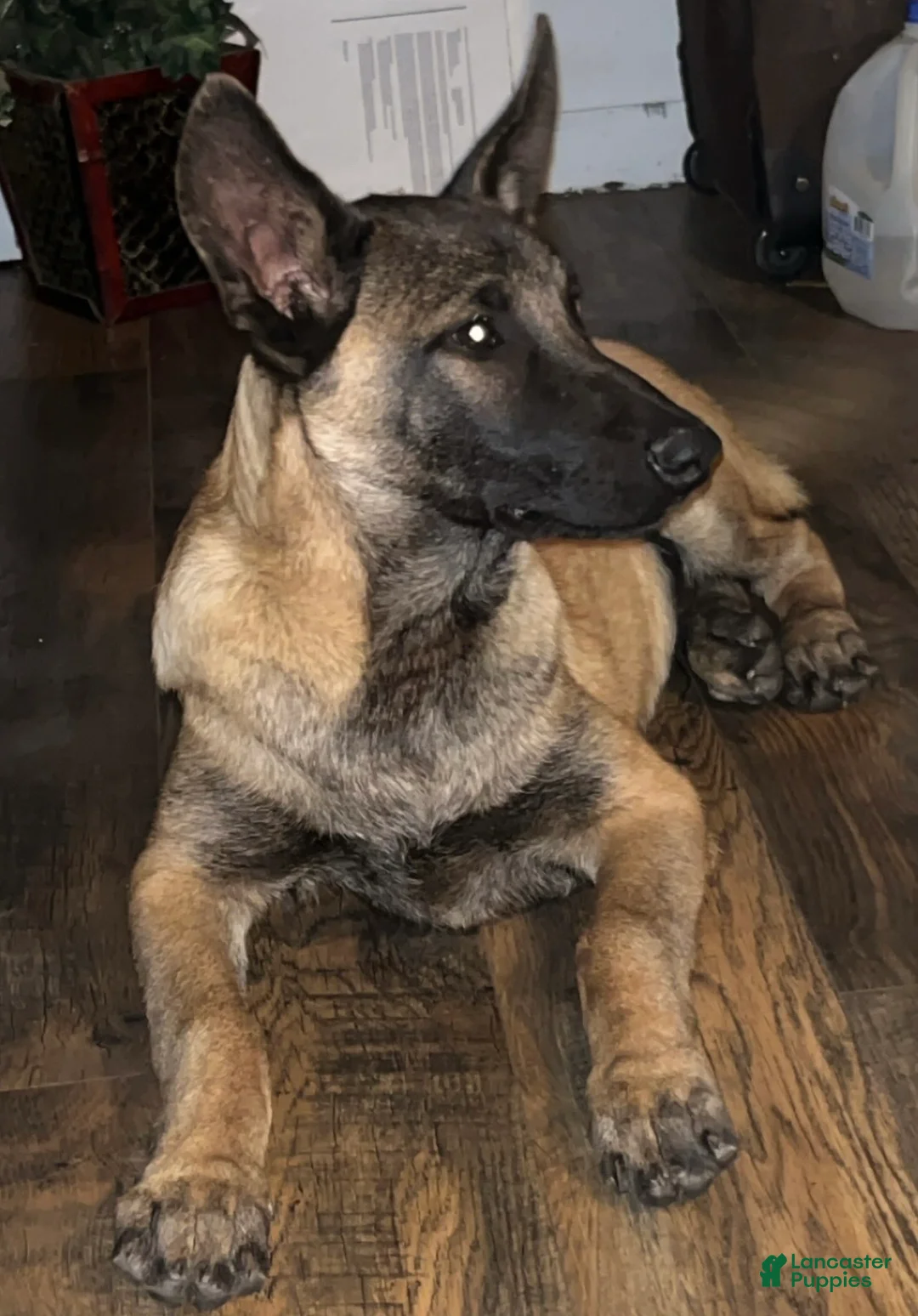 Belgian Malinois dogs for sale: Belgian Malinois Puppy 1 - Ad 1