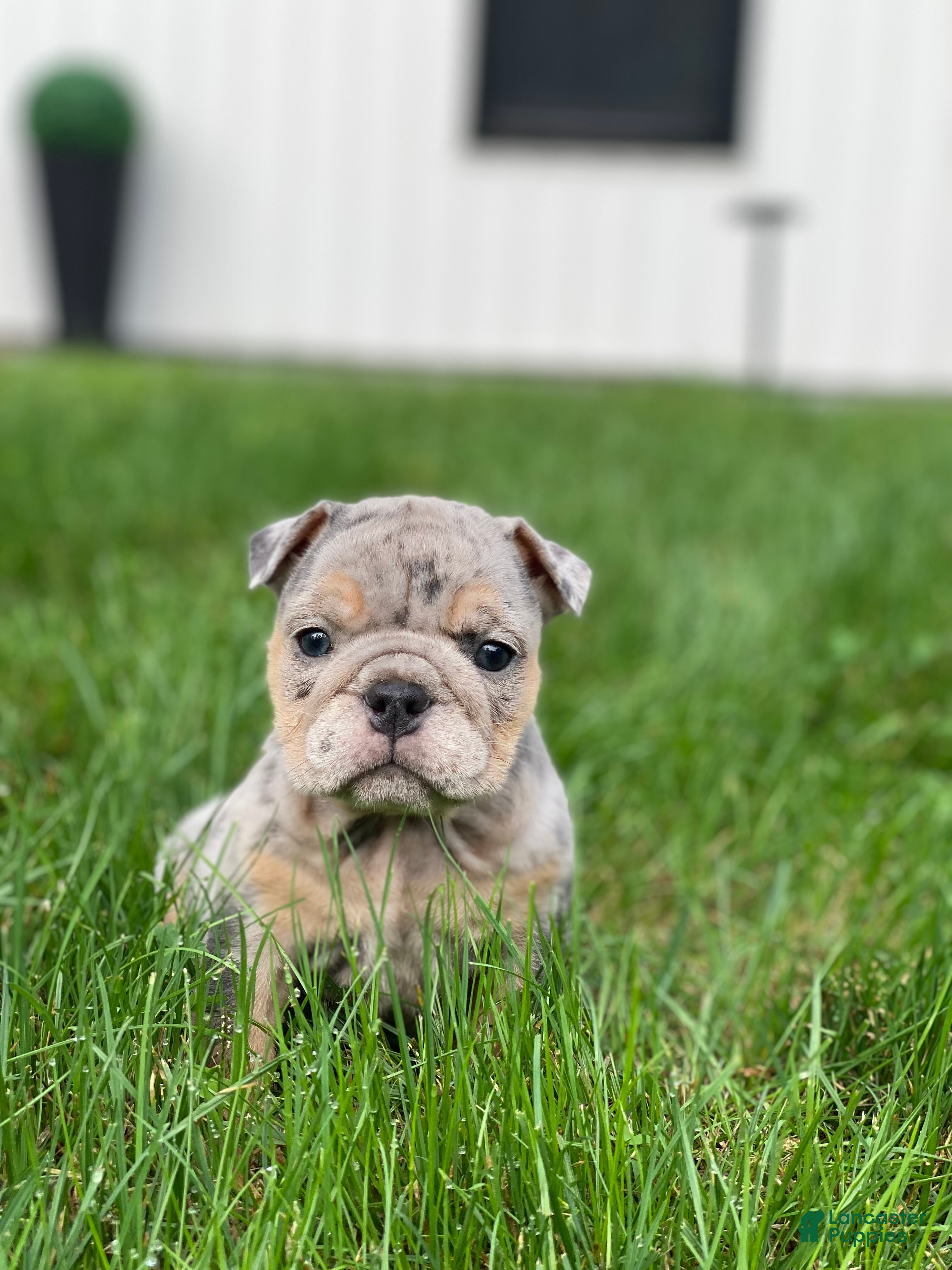 English Bulldog dogs Dawn - Ad 9