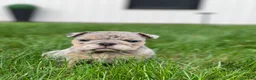 English Bulldog dogs for sale: Dawn - Ad 10