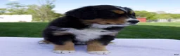 Australian Shepherd dogs for sale: Peanut - Ad 5