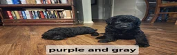 Labradoodle dogs for sale: Labradoodle purple collar - Ad 12