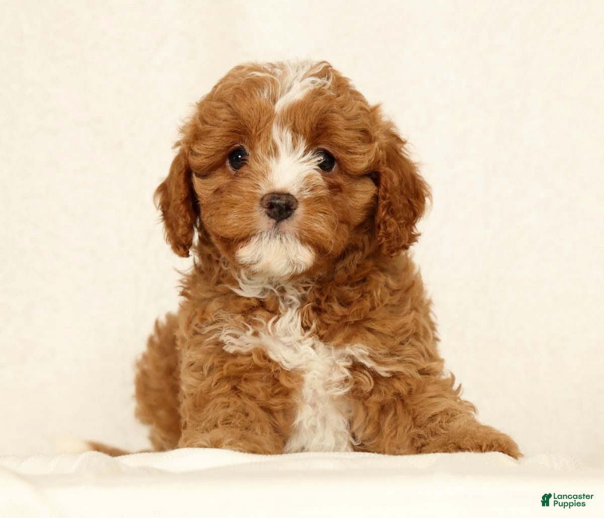 Cavapoo dogs Hazel - Ad 2