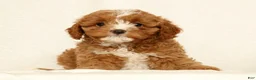 Cavapoo dogs for sale: Hazel - Ad 2