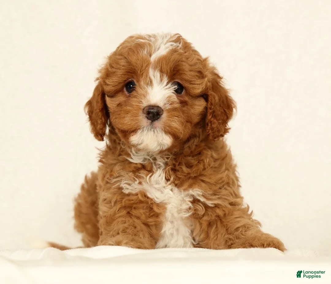 Cavapoo dogs for sale: Hazel - Ad 2