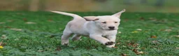 Labrador Retriever dogs for sale: Banana Cream Pie - Ad 1