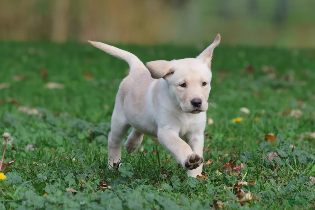 Labrador Retriever dogs for sale: Banana Cream Pie - Ad 1