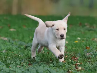 Labrador Retriever dogs Banana Cream Pie - Ad 4