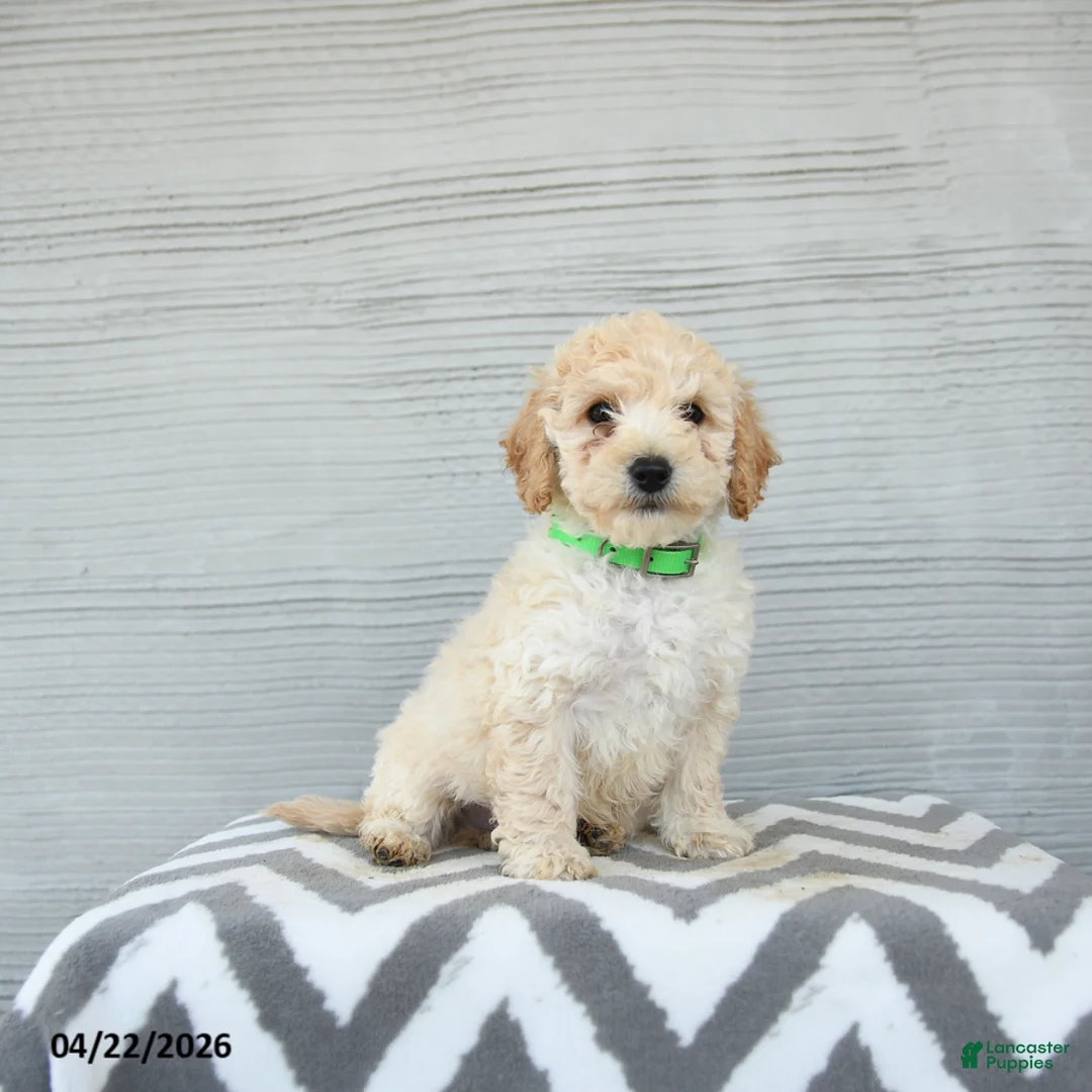 Shihpoo dogs for sale: Elvis - Ad 1