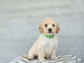 Shihpoo dogs for sale: Elvis - Ad 1