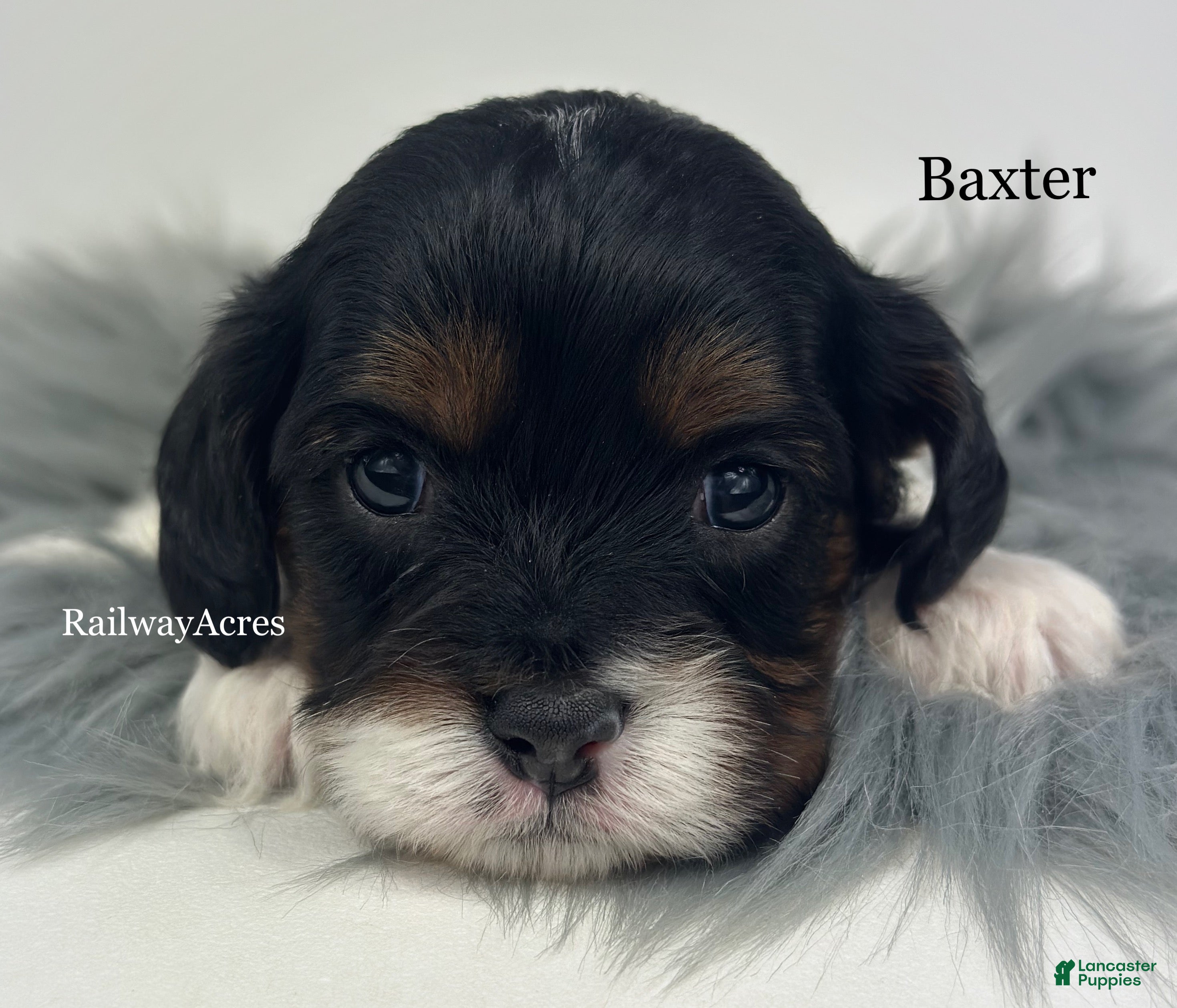 Cavapoo dogs Baxter - Ad 16
