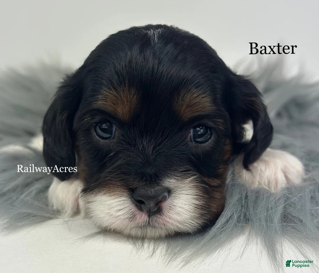 Cavapoo dogs for sale: Baxter - Ad 1