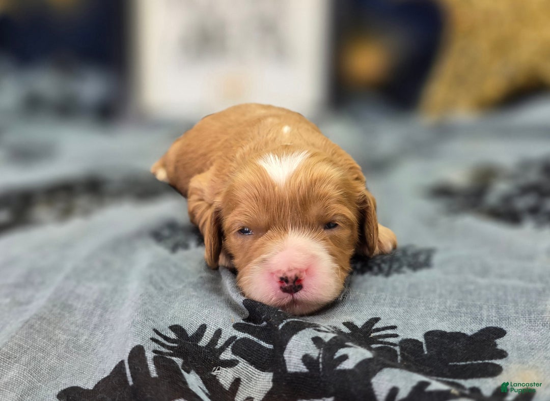 Cavapoo dogs for sale: Socks - Ad 3