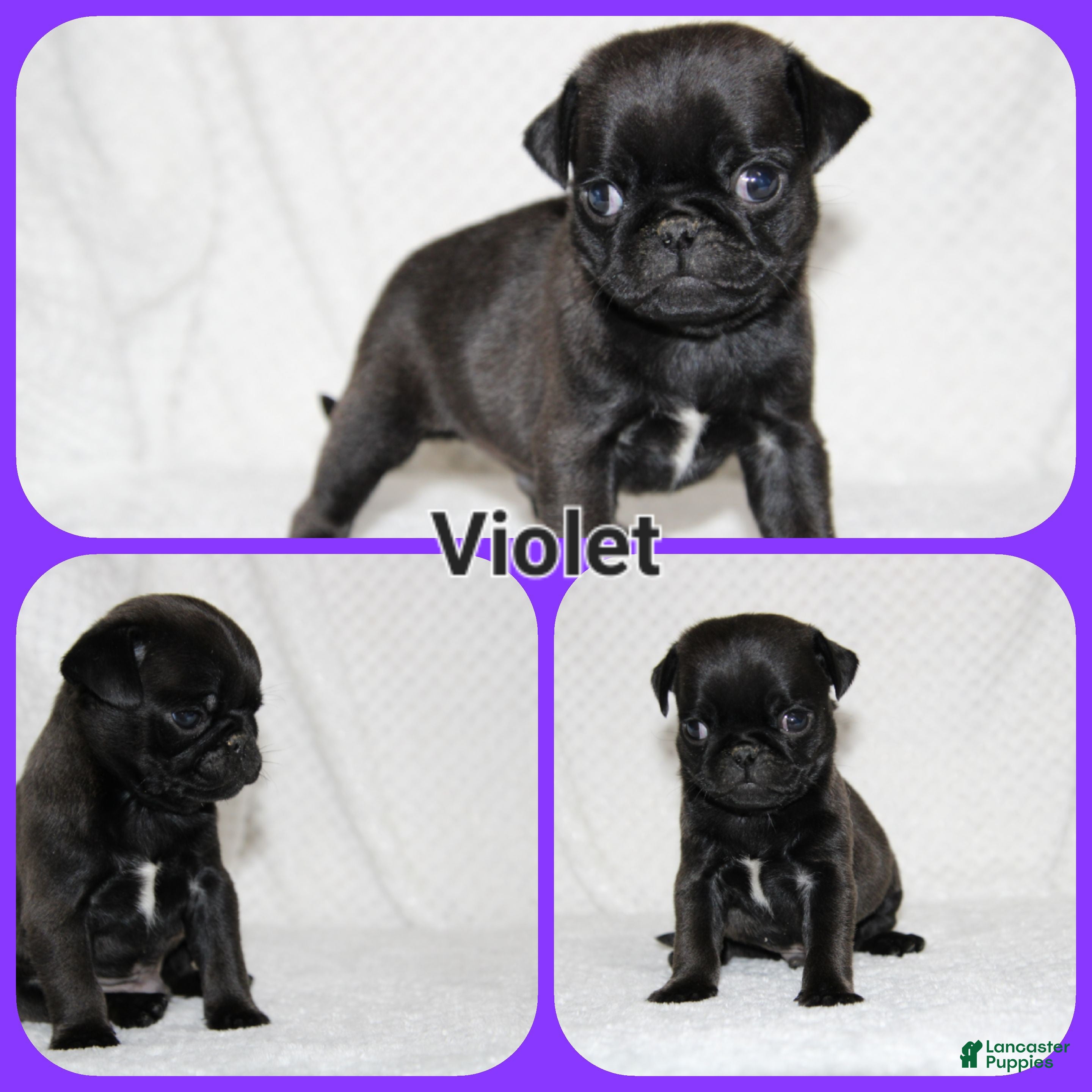 Pug dogs Violet - Ad 20