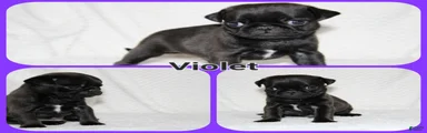 Violet