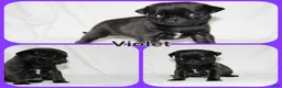 Pug dogs for sale: Violet - Ad 1