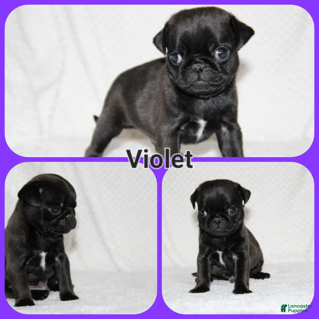 Pug dogs for sale: Violet - Ad 1