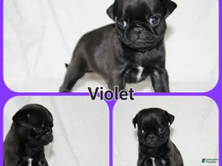Pug dogs Violet - Ad 20