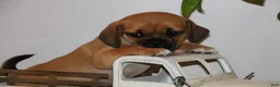 Puggle dogs for sale: Chloe - Ad 2