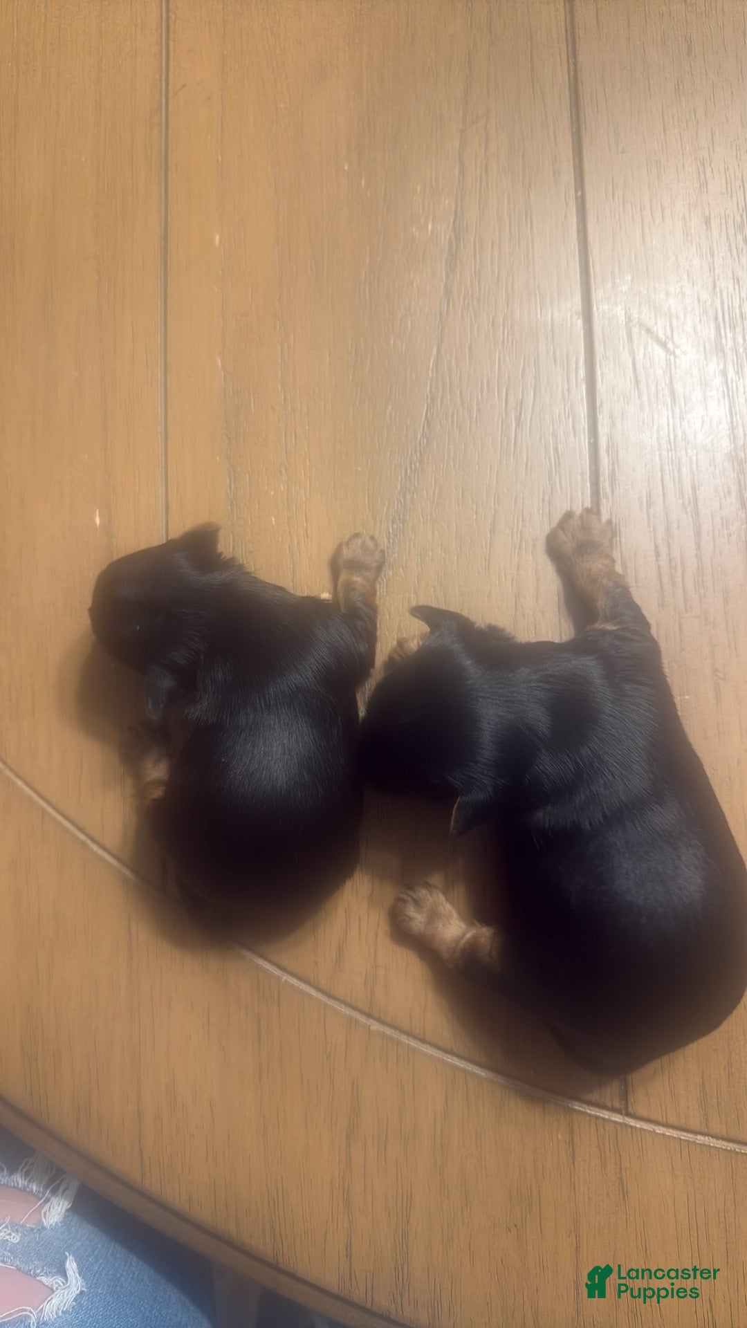 Yorkshire Terrier dogs for sale: Yorkshire Terrier litter of 4 puppies - Ad 5