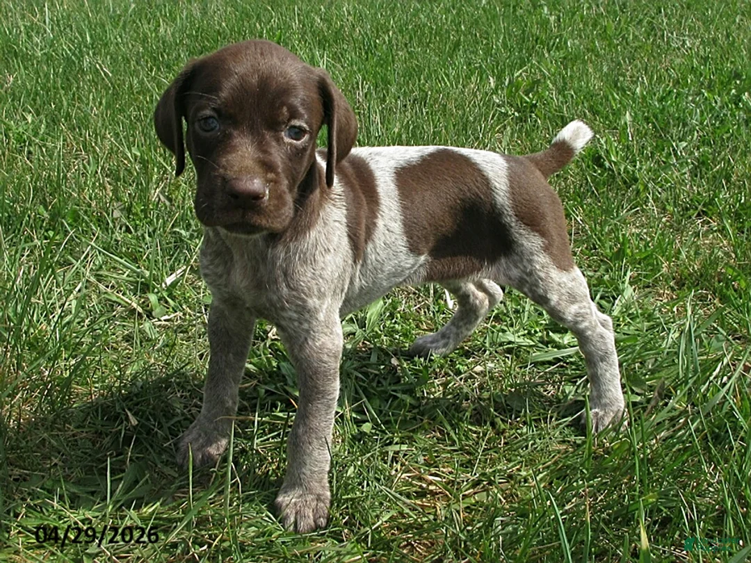German Shorthaired Pointer dogs for sale: Fianna - Ad 1