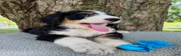 Bernedoodle dogs for sale: George  - Ad 3