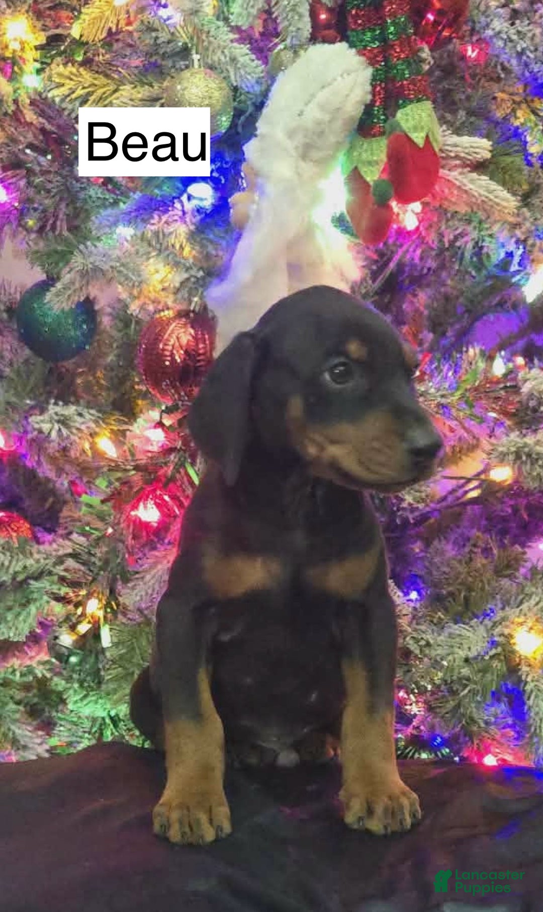 Doberman Pinscher dogs for sale: Beau - Ad 4