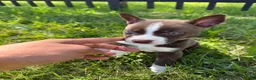 Siberian Husky dogs for sale: Pitsky - Ad 4