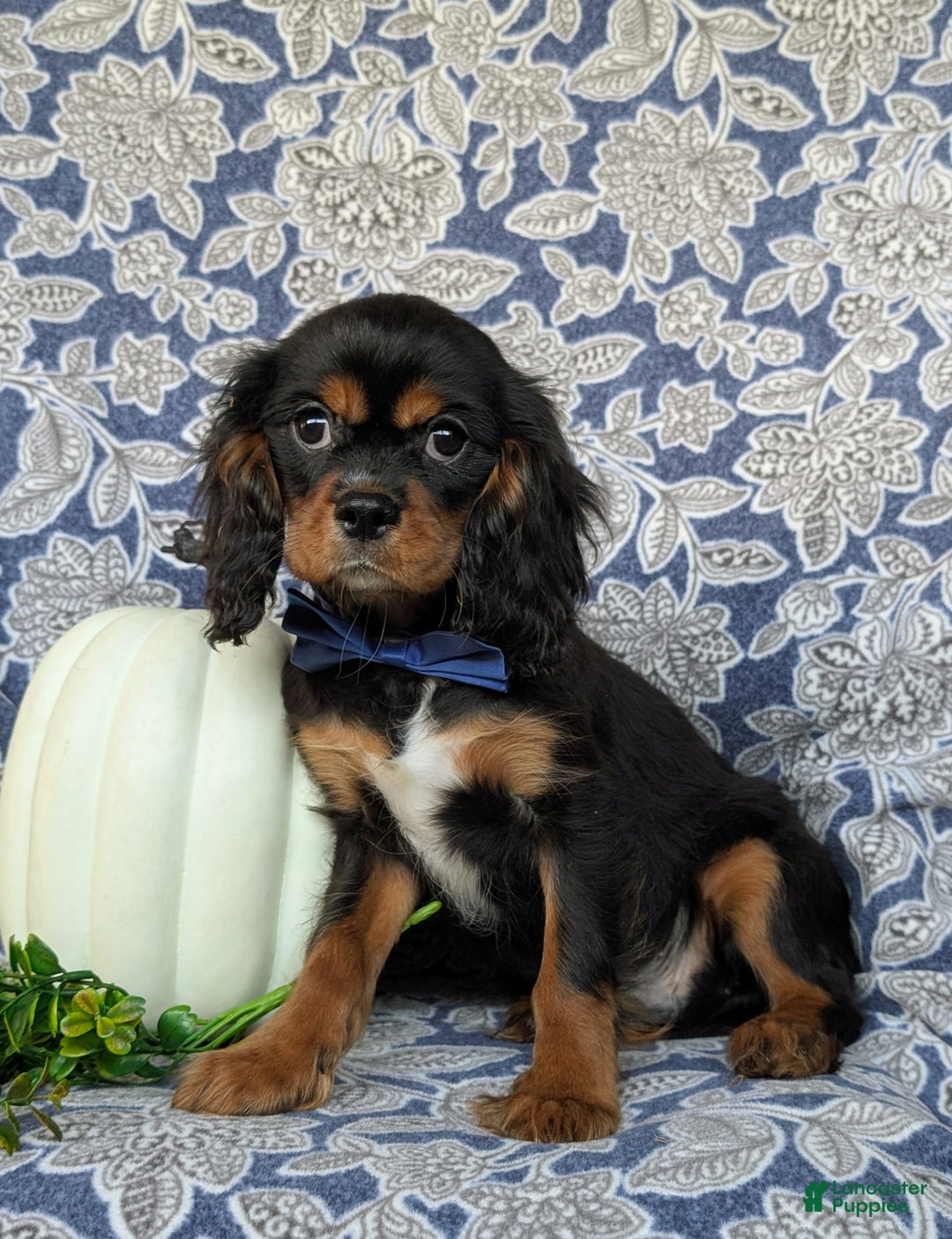 Cavalier King Charles Spaniel dogs for sale: Talbot - Ad 4