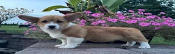 Welsh Corgi Pembroke dogs for sale: Welsh Corgi Pembroke 5 - Ad 4