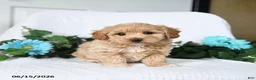 Maltipoo dogs for sale: Kevin - Ad 3