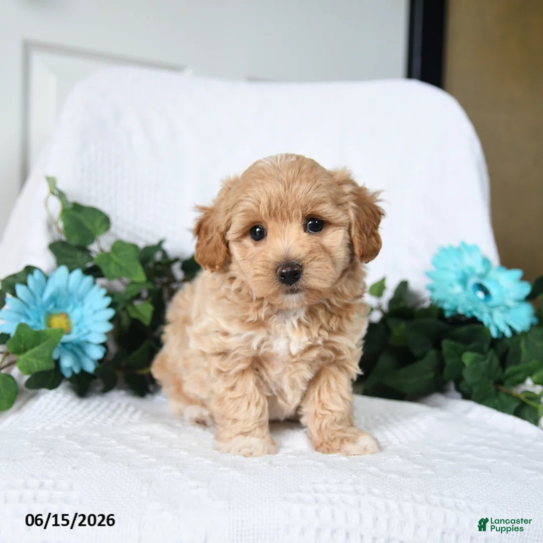 Maltipoo dogs for sale: Kevin - Ad 3