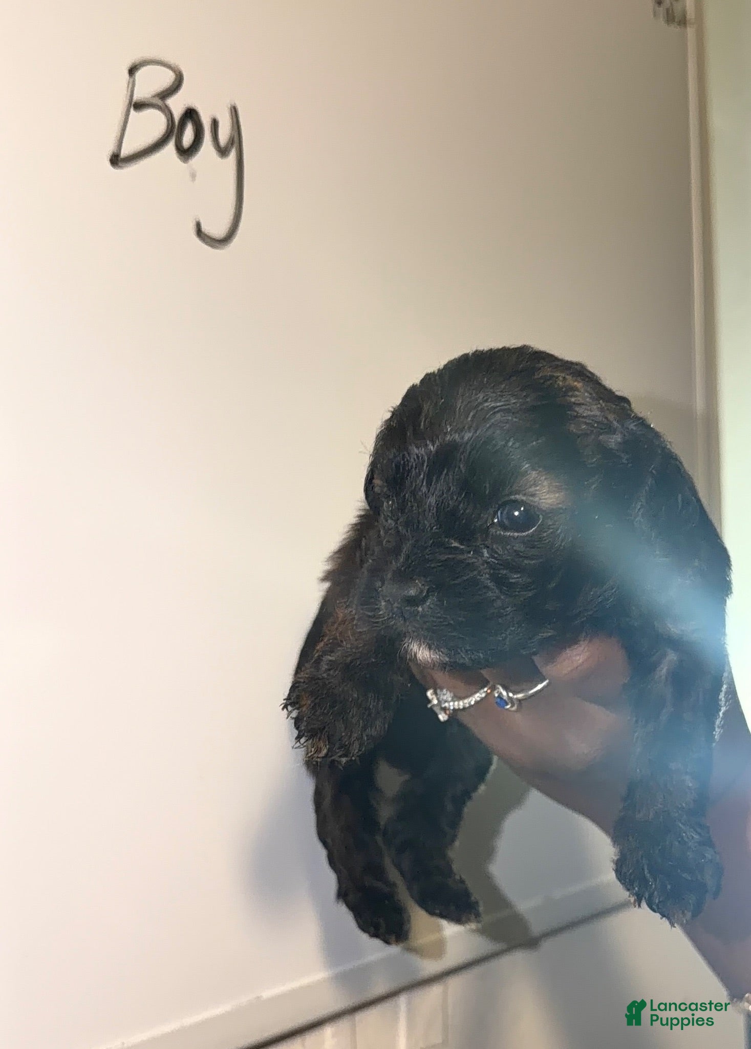 Shihpoo dogs Shihpoo 3 - Ad 1