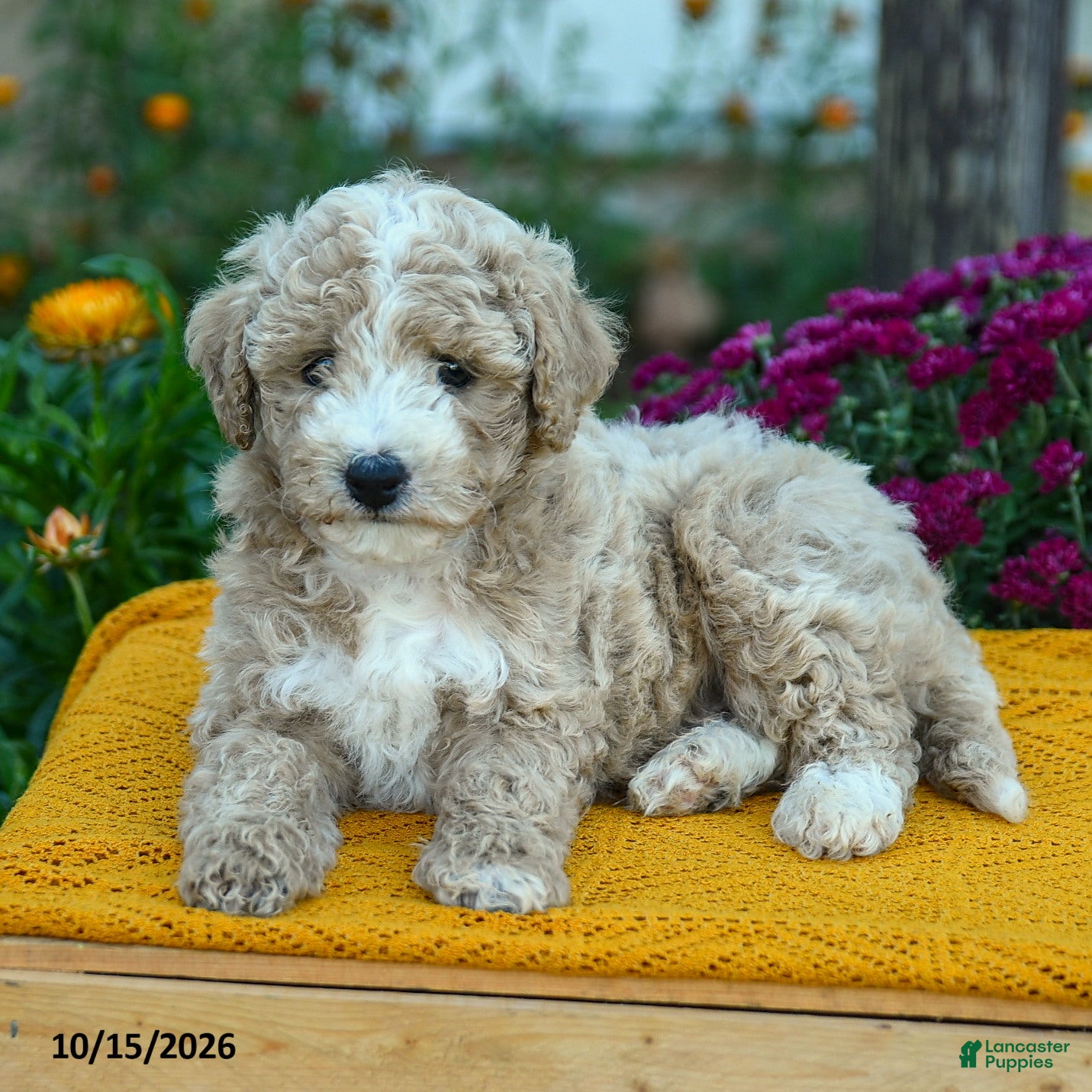Miniature Labradoodle dogs for sale: Milo - Ad 2