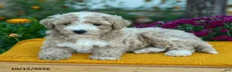 Miniature Labradoodle dogs for sale: Milo - Ad 2