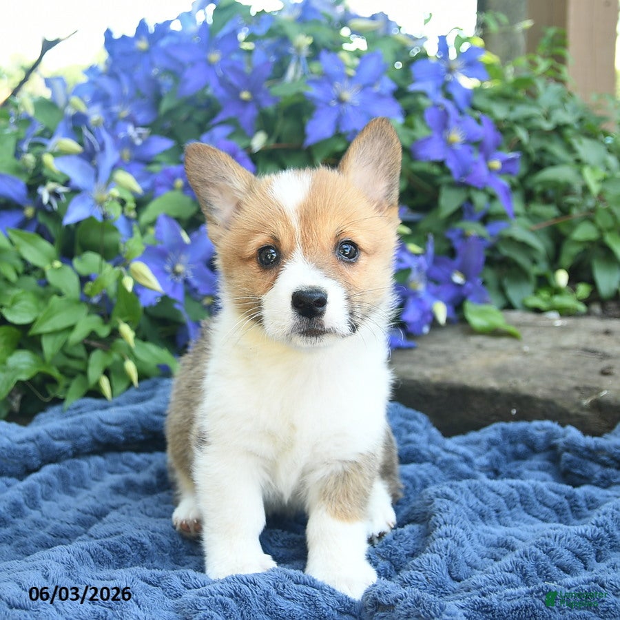 Welsh Corgi Pembroke dogs for sale: Pixie  - Ad 1