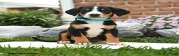 Greater Swiss Mountain Dog dogs for sale: Pirate - Ad 1
