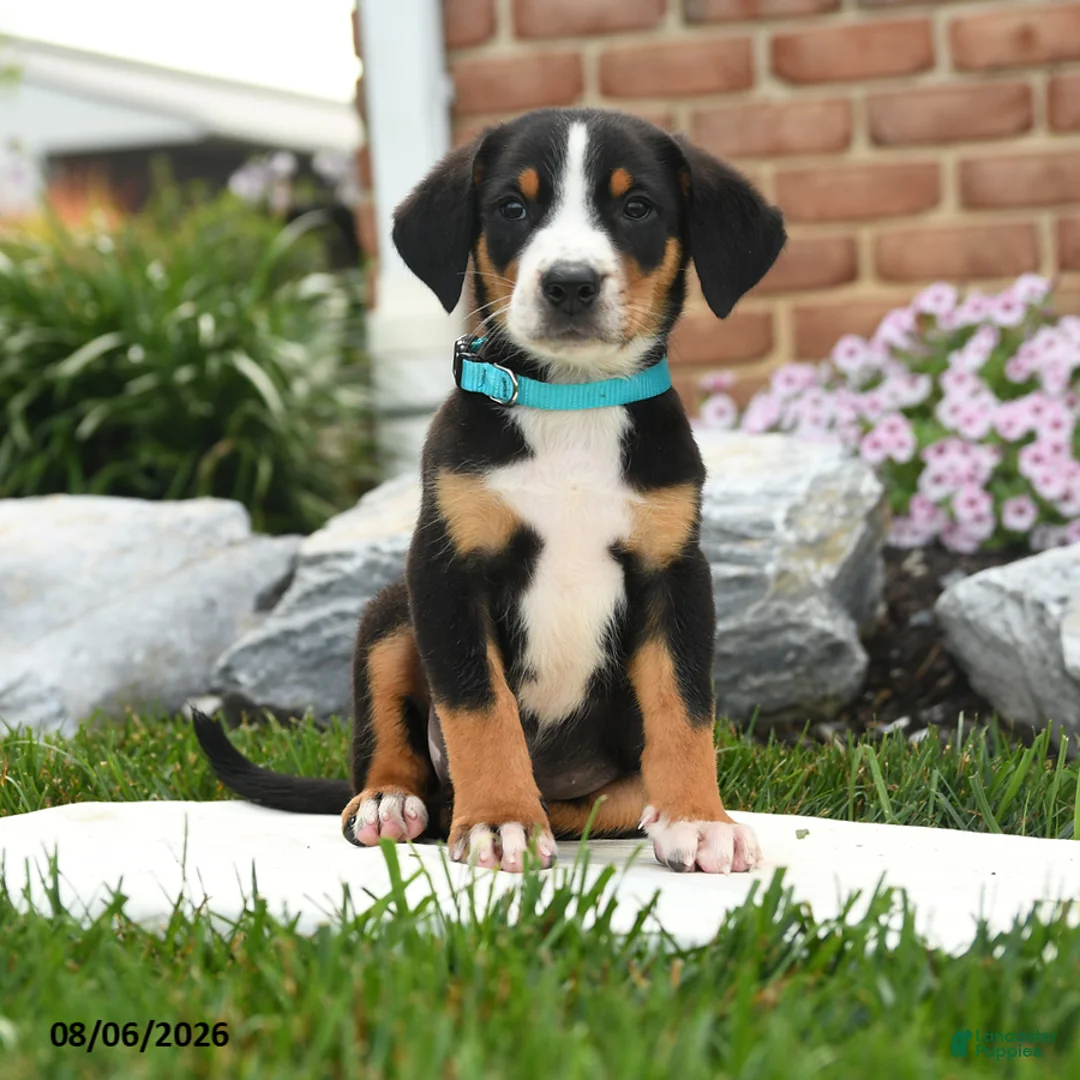Greater Swiss Mountain Dog dogs for sale: Pirate - Ad 1