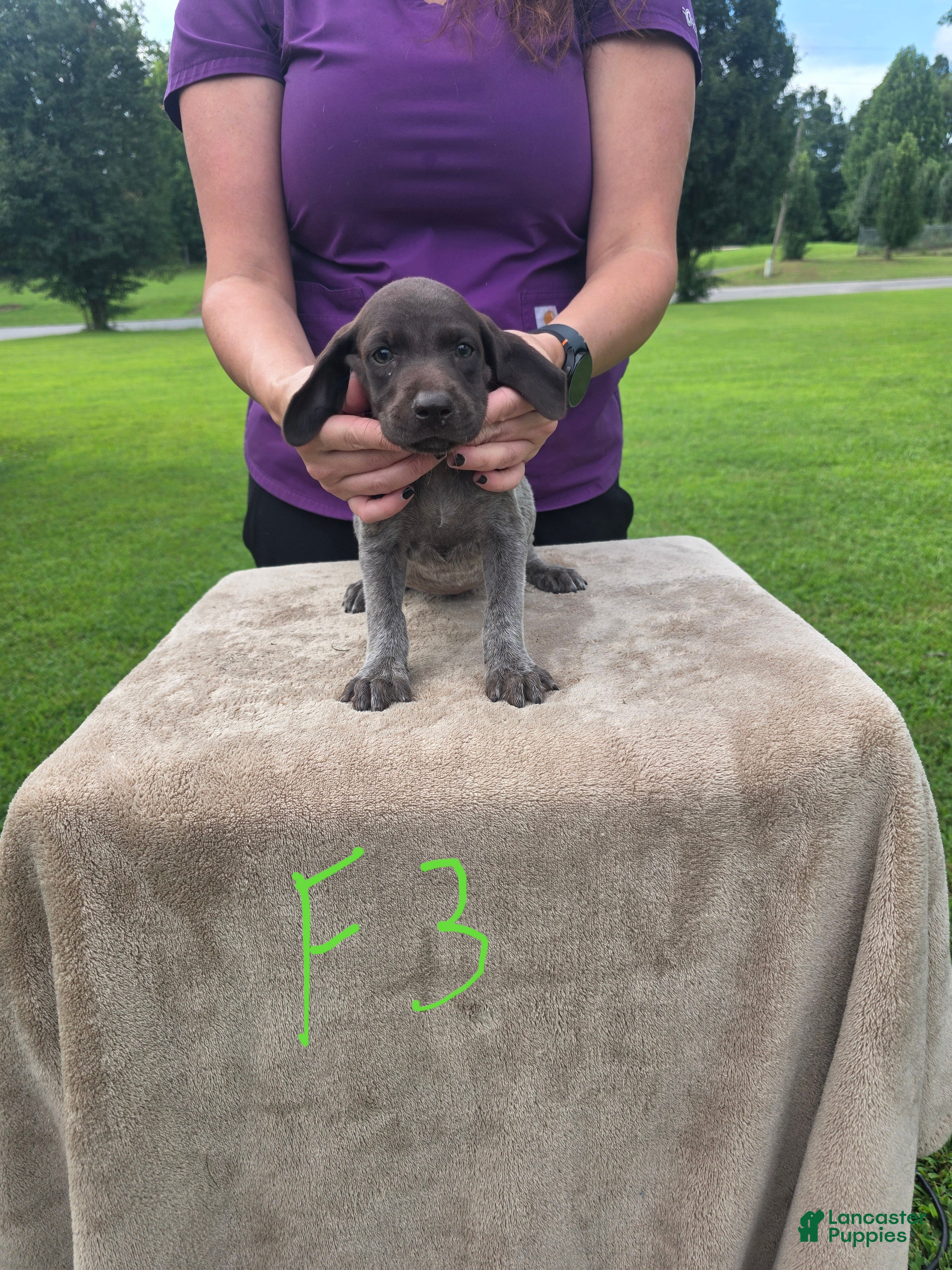German Shorthaired Pointer dogs German Shorthaired Pointer 6 - Ad 41